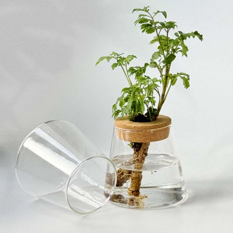 Nordic Glass Vase with Wooden Tray | Minimalist Hydroponic Plant Holder | Green Mini Bottle Home Decor